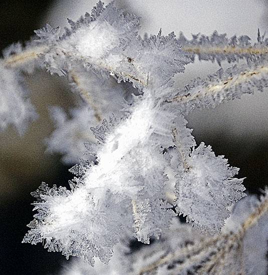 hoar frost cluster